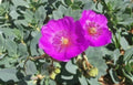 Calandrinia Spectabilis Rock Purslane 4" Unrooted Cuttings Succulent Drought-Tolerant Bright Flowers