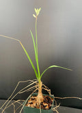 Trachyandra saltii Succulent Plant in 2.5" Pot - Rare Rooted Variety - Unique Houseplant
