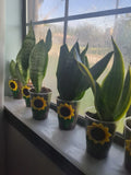 Snake Plant Cutting - Rooted Mother-In-Law Tongue - Sansevieria Live Plant