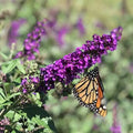 Buddleja Davidii Buzz Butterfly Bush Live Plant – Vibrant Flowering Shrub for Gardens, Attracts Pollinators