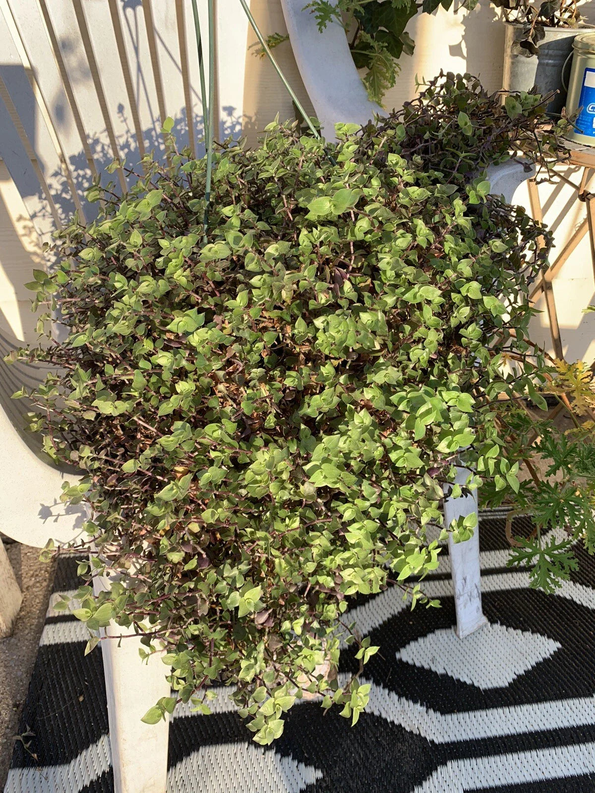 Dwarf Bolivian Wandering Jew Cuttings - 10 Live Tradescantia Repens Plant Cuttings for Home Decor and Gardening