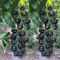 European Black Cherry Tomato Seeds - 100+ Heirloom, Non-GMO, Sweet, Rare - Perfect for Home Gardening