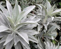 Organic White Sage Seeds - 20 to 1500 Seeds, Medicinal Herb, Salvia Apiana, Rare Perennial, Aromatic Healing Plant