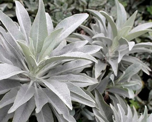 Organic White Sage Seeds - 20 to 1500 Seeds, Medicinal Herb, Salvia Apiana, Rare Perennial, Aromatic Healing Plant