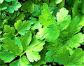 Italian Parsley Seeds - Non-GMO Organic Herb Seeds for Culinary Use, Petroselinum crispum, 300+ Seeds, Indoor & Garden Plant