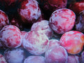 Fresh Cuttings Santa Rosa Plum Tree 7+ Sweet Fruit Hardy Prunus salicina - No Roots + Instructions