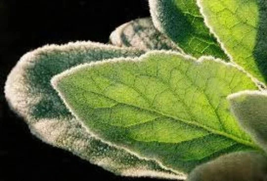 Mullein Plants 2-Pack Organic Verbascum thapsus Wildcrafted Medicinal Herb