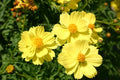 Sulphur Yellow Cosmos Seeds - 200+ Pack - Cosmos sulphureus - USA Grown