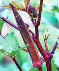 Red Burgundy Okra Seeds - 50+ Heirloom Abelmoschus esculentus for Home Gardens, Container Growing, Full Sun, Non-GMO