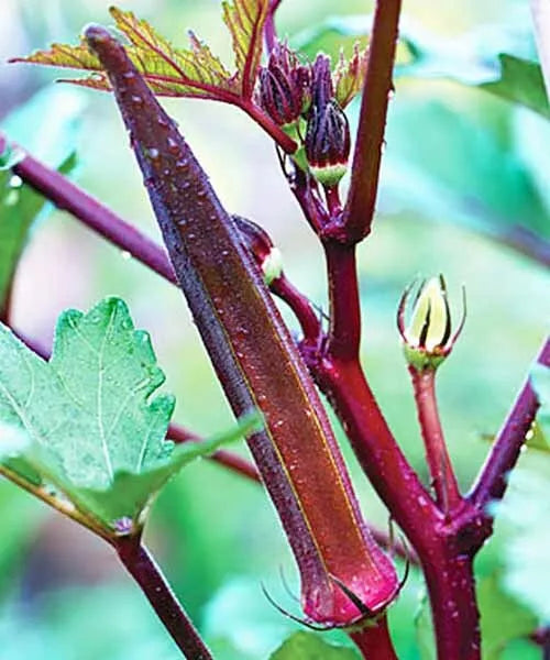 Red Burgundy Okra Seeds - 50+ Heirloom Abelmoschus esculentus for Home Gardens, Container Growing, Full Sun, Non-GMO