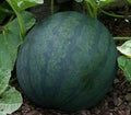 Watermelon Seeds - Sugar Baby Variety, Bush Growth, Citrullus lanatus, 25+ Seeds for Small Gardens & Containers