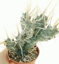 Tephrocactus articulatus var. papyracanthus Cutting - 2" Succulent Plant, Rare Cactus Pup, Unique Segmented Cactus