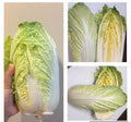 500+ Chinese Cabbage Seeds, Michihili Heading Cabbage, Brassica rapa, Heirloom Vegetable Seeds for Home Garden