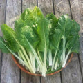 500 Swiss Chard Seeds - Fordhook Giant Non-GMO Heirloom Beta vulgaris subsp. cicla for Home Garden