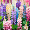 Pixie Delight Lupine Seeds | Non-GMO Flower Seeds | Colorful Perennial Blooms | Lupinus polyphyllus Seed Packet