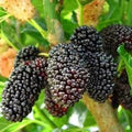 Dwarf Mulberry Tree Starter Plant - 10 Bare Root Everbearing Morus nigra - Edible Fruit, Cold Hardy, Self-Pollinating