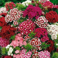 Sweet William Flower Seeds 300+ Mixed Multi-Color Scented Dianthus barbatus Seed Pack