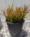 Pencil Cactus Cuttings | 10 Firesticks Succulent Cuttings | Easy to Grow | Euphorbia tirucalli