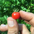 Red Currant Tomato Seeds - 10+ Heirloom Organic Non-GMO Seeds - Solanum lycopersicum
