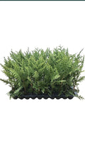 20 Green Giant Arborvitae Trees - Thuja Plicata - Evergreen Privacy Shrub - Fast-Growing, Deer Resistant - 30-50 ft Tall