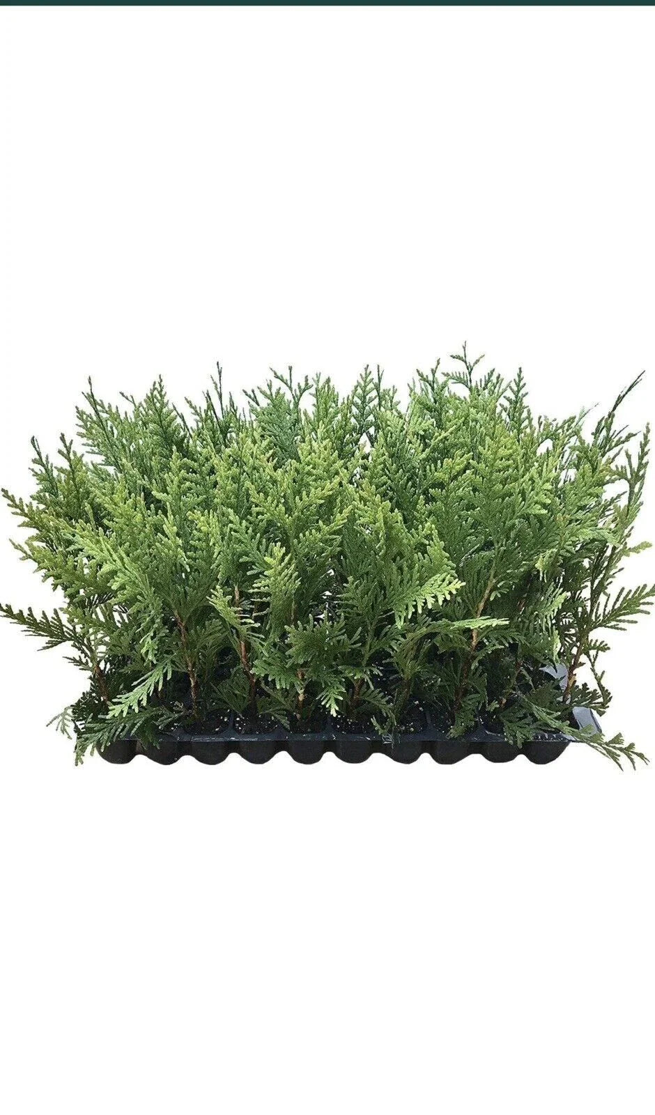 20 Green Giant Arborvitae Trees - Thuja Plicata - Evergreen Privacy Shrub - Fast-Growing, Deer Resistant - 30-50 ft Tall