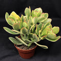Jade Lemon Lime Plant Starters, 4-6 Inches, Rooted Cuttings, Citrus x limonia, Indoor/Outdoor Gardening