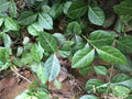 Wintercreeper Euonymus Starter Plants - 6 Perennial Evergreen Ground Cover - Euonymus fortunei - Hardy Garden Vines