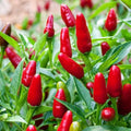 Pequin Chili Pepper Seeds - Compact Spicy Capsicum annuum for Container Gardening - Bird Pepper Seeds with Free Shipping