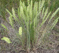 June Grass Seeds 250 Pack Perennial Ornamental Koeleria macrantha Garden Plant