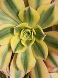 Aeonium Sunburst Plant - 6" Potted Succulent with Vibrant Yellow-Green Variegation, Rosette Shape, Indoor/Outdoor Garden Plant