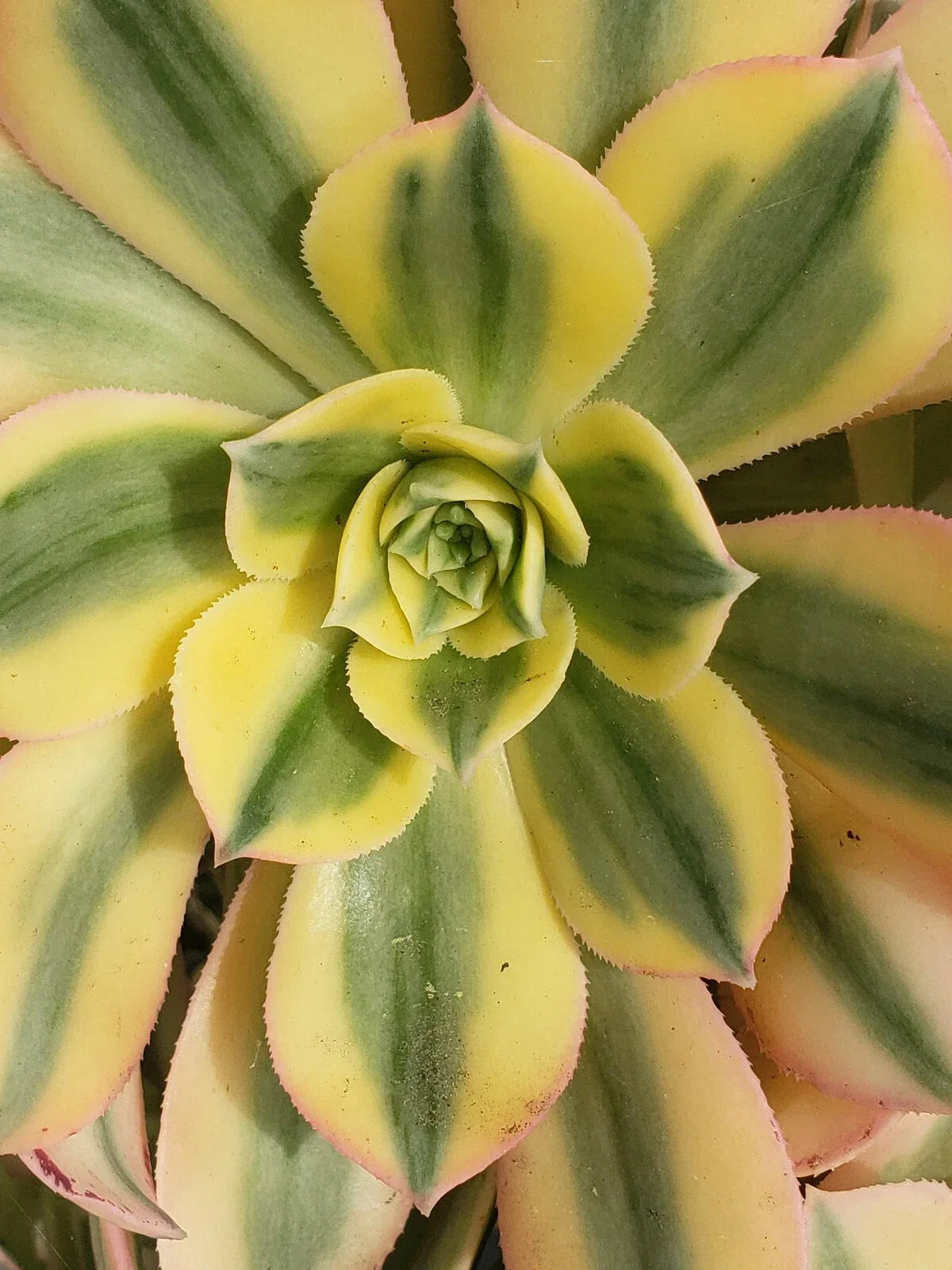 Aeonium Sunburst Plant - 6" Potted Succulent with Vibrant Yellow-Green Variegation, Rosette Shape, Indoor/Outdoor Garden Plant