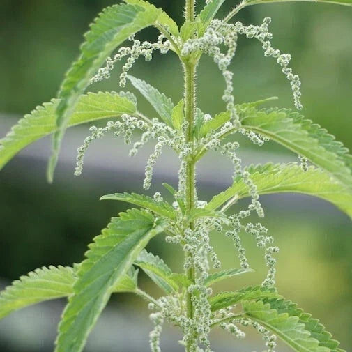 Bare Root Stinging Nettle Plants - Organic Urtica dioica for Tea & Herbal Remedies, Perennial, 3 Plants