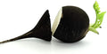 Black Radish Seeds for Planting - 250 Count - Rare Garden Vegetable - Raphanus sativus var. niger