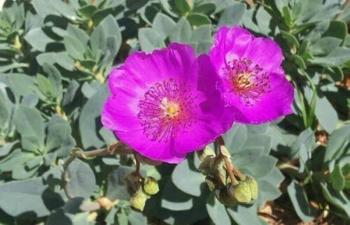 Rock Purslane Cuttings 3" Unrooted Calandrinia Spectabilis Succulent Propagation for Gardens