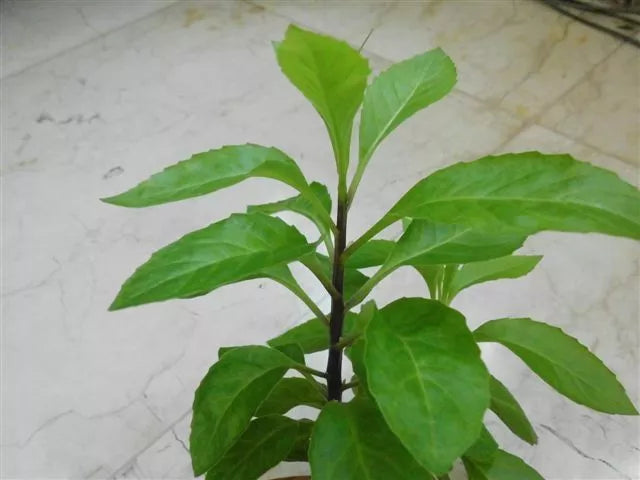 Longevity Spinach Starter Plants - 10 Pack Gynura Procumbens Nutritious Edible Ground Cover