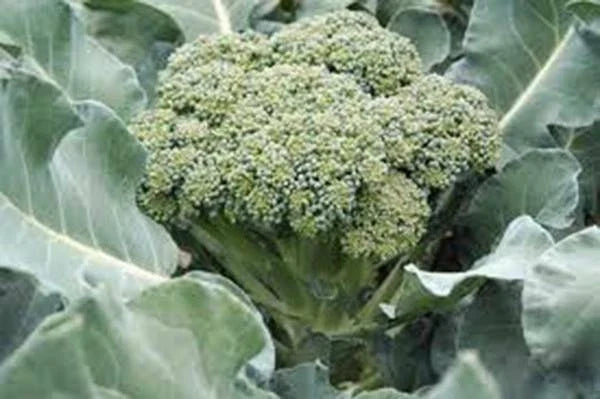 Broccoli Seeds - Heirloom Waltham 29 Variety - Non-GMO, Organic, Delicious & Nutritious Brassica oleracea