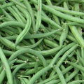 Stringless Green Bean Seeds - Non-GMO, Phaseolus vulgaris, Organic Gardening, Bush Variety, Burpee Seeds