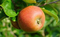 Marie Doudou Apple Seeds - 25+ Non-GMO Malus domestica Seeds for Garden Planting - USA Quality