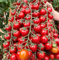 Waterfall Tomato Seeds - Organic Heirloom, Sweet, High Yield Solanum lycopersicum, 10 Pack