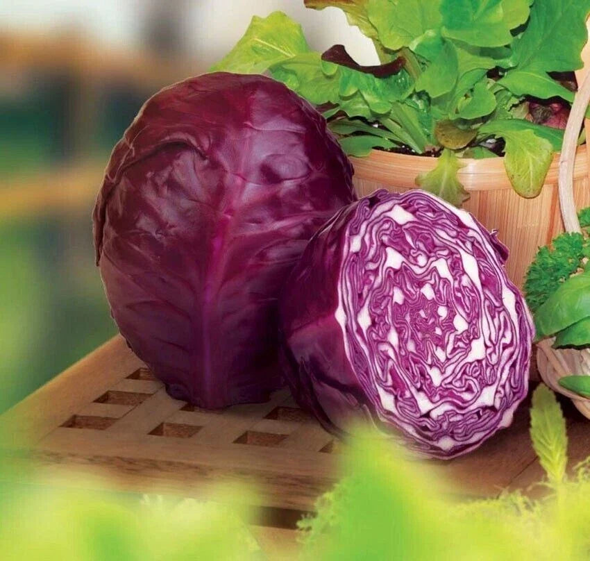 Red Acre Cabbage Seeds - Heirloom Organic Non-GMO Brassica oleracea var. capitata, 400+ Seeds for Home Garden and Sustainable Farming