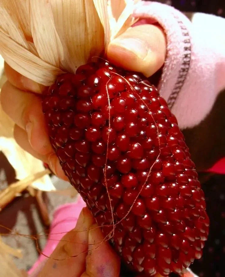 120+ Organic Heirloom Strawberry Ruby Corn Seeds | Zea mays Popcorn for Home Garden & Bounty