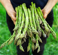 Asparagus Seeds - 1000+ Non-GMO Heirloom Mary Washington - Organic Fresh - Garden Planting