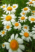German Chamomile Seeds - Heirloom, NON-GMO, 100+ Seeds, Matricaria chamomilla, Annual Flower for Tea & Pollinators