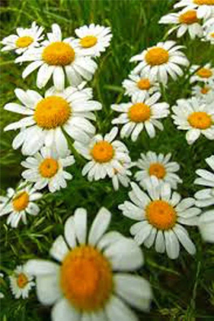 German Chamomile Seeds - Heirloom, NON-GMO, 100+ Seeds, Matricaria chamomilla, Annual Flower for Tea & Pollinators