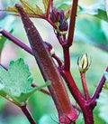 Okra Seeds 25+ Non-GMO Heirloom Red Burgundy Abelmoschus esculentus Vegetable Garden Planting Seeds