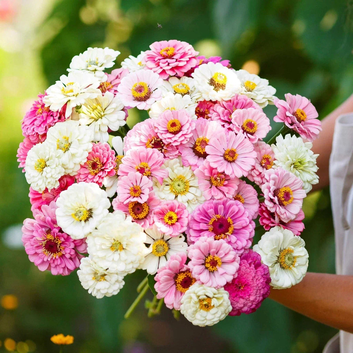 Zinnia Seeds Mix - 100+ Isn't This Romantic - Colorful Zinnia elegans Flowers - USA Free Shipping