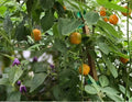 Manzano Chile Seeds - Capsicum pubescens Rocoto Apple Chili Pepper Seeds - 25+ Organic, Fruity Flavor, Ornamental Garden Plant