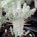 Euphorbia Mammillaris Variegata - Indian Corn Cob Succulent Plant - 4" Rooted Pot - Unique Variegated Green & Cream Yellow