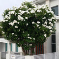Plumeria Pudica Cuttings - 4-6 Inch Tropical Privacy Tree Shrub - Ideal for Fencing and Landscaping