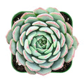 Live Fresh Echeveria Minima Succulent in 2 Inch Pot - Fully Rooted Rosette Plant, Perfect for Indoor Decor